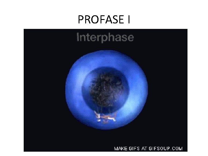 PROFASE I 