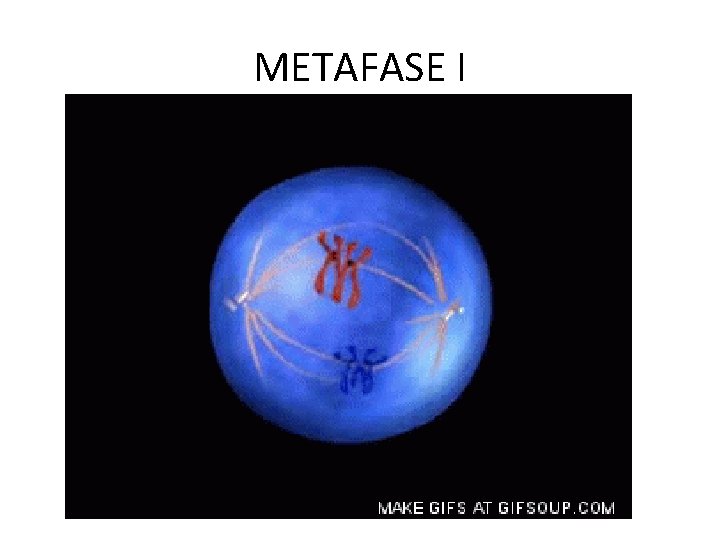 METAFASE I 