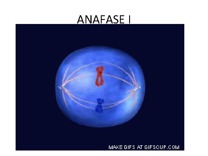 ANAFASE I 