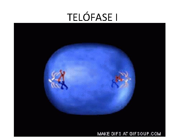 TELÓFASE I 