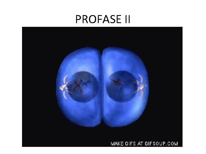 PROFASE II 