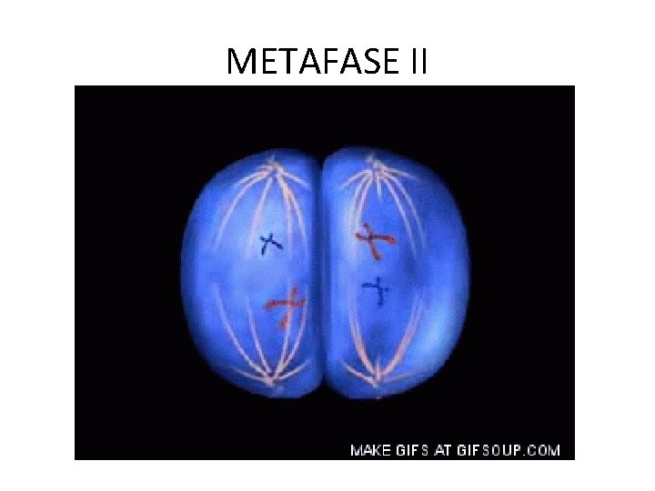 METAFASE II 
