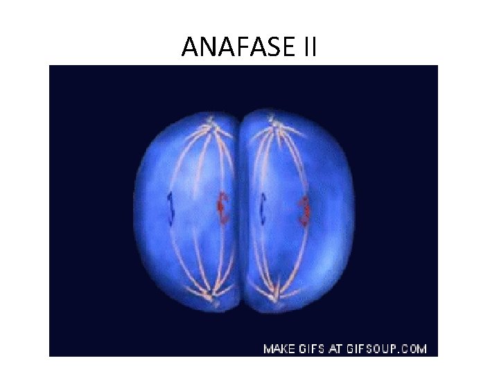 ANAFASE II 