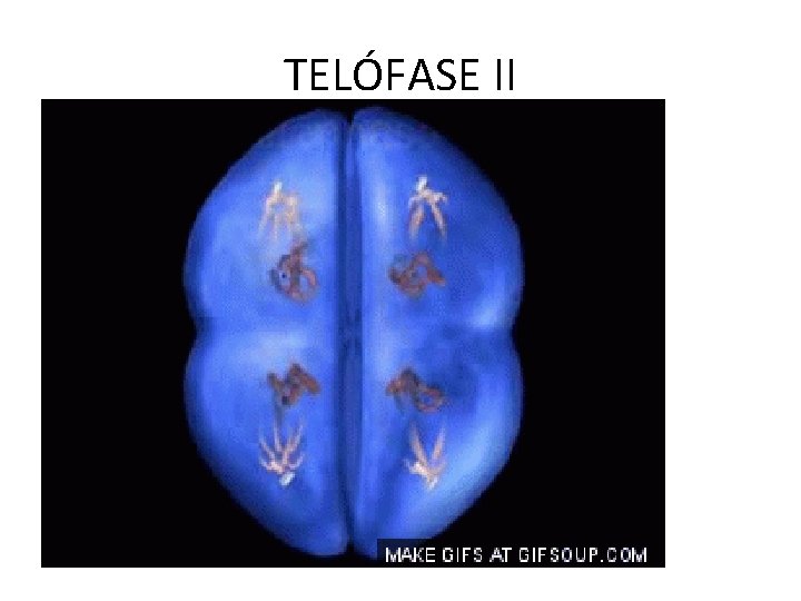 TELÓFASE II 