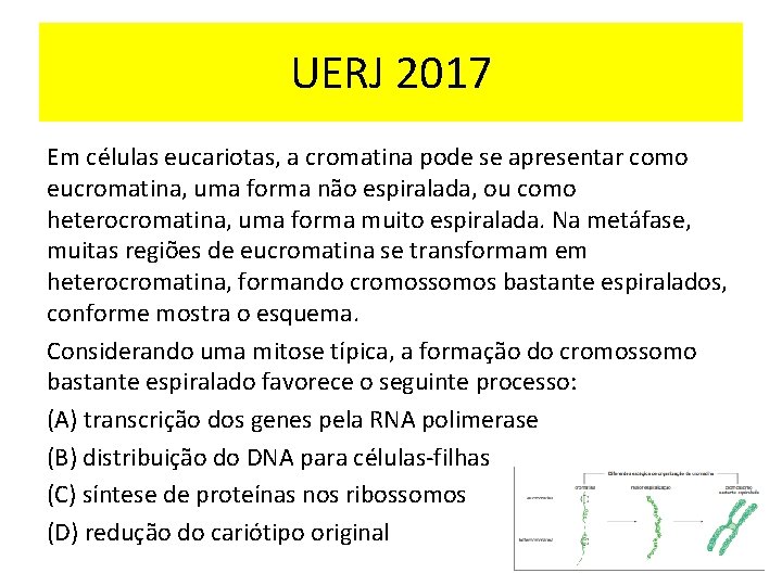 UERJ 2017 Em células eucariotas, a cromatina pode se apresentar como eucromatina, uma forma