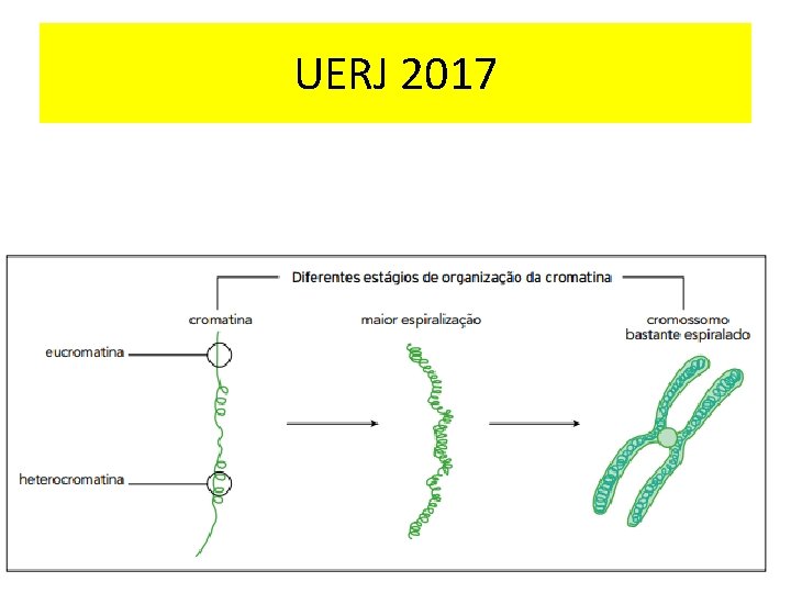 UERJ 2017 