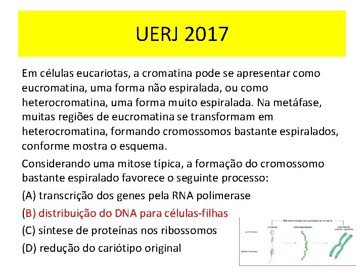 UERJ 2017 Em células eucariotas, a cromatina pode se apresentar como eucromatina, uma forma