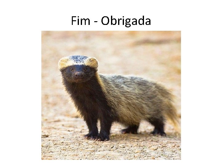 Fim - Obrigada 