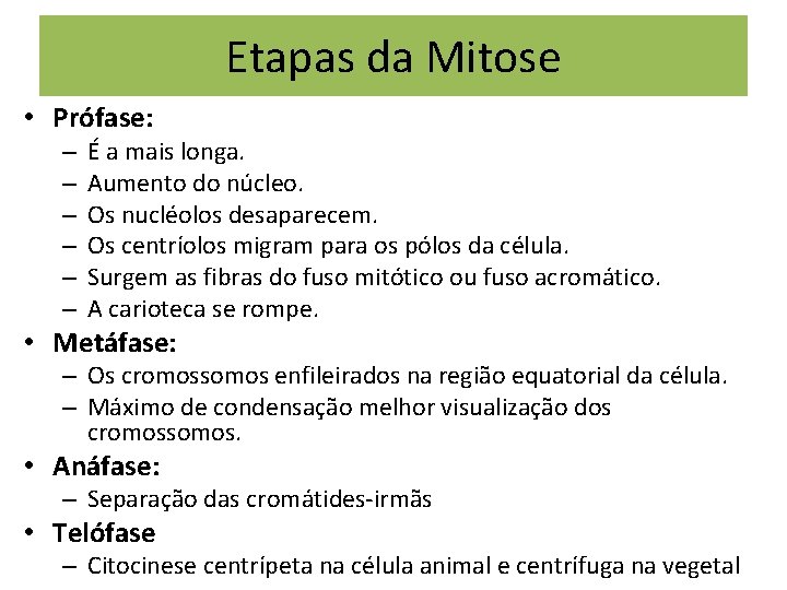 Etapas da Mitose • Prófase: – – – É a mais longa. Aumento do