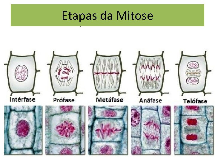 Etapas da Mitose Etapas da mitose 