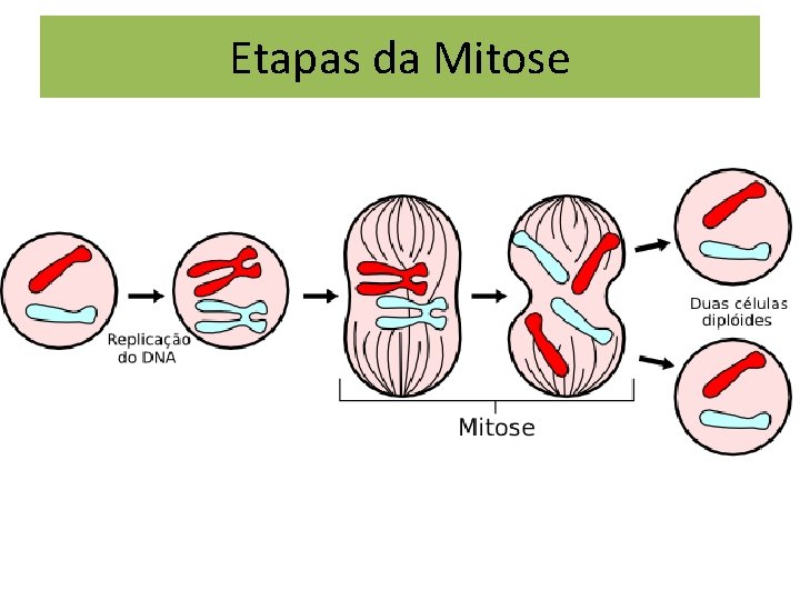 Etapas da Mitose 