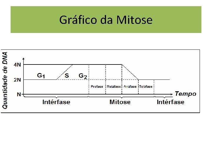 Gráfico da Mitose 