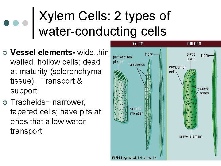 Xylem Cells: 2 types of water-conducting cells ¢ ¢ Vessel elements- wide, thin walled,