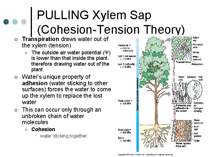 PULLING Xylem Sap (Cohesion-Tension Theory) ¢ Transpiration draws water out of the xylem (tension)