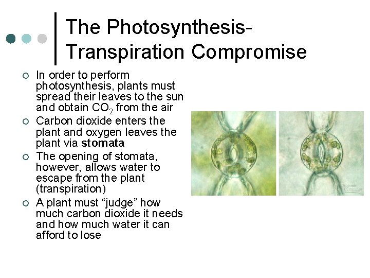 The Photosynthesis. Transpiration Compromise ¢ ¢ In order to perform photosynthesis, plants must spread