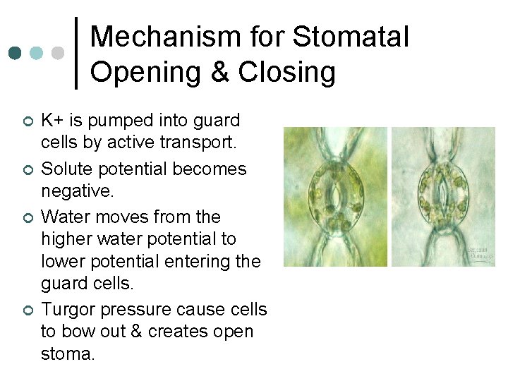 Mechanism for Stomatal Opening & Closing ¢ ¢ K+ is pumped into guard cells