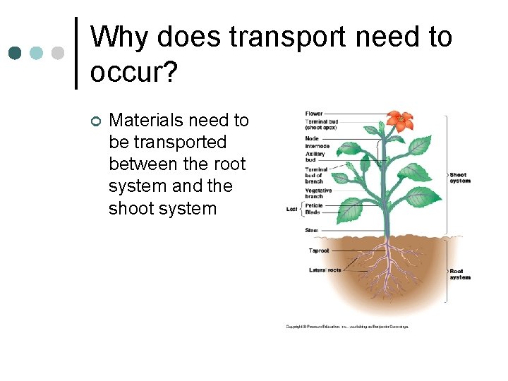 Why does transport need to occur? ¢ Materials need to be transported between the
