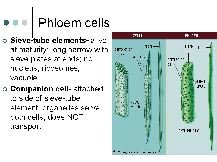 Phloem cells ¢ ¢ Sieve-tube elements- alive at maturity; long narrow with sieve plates