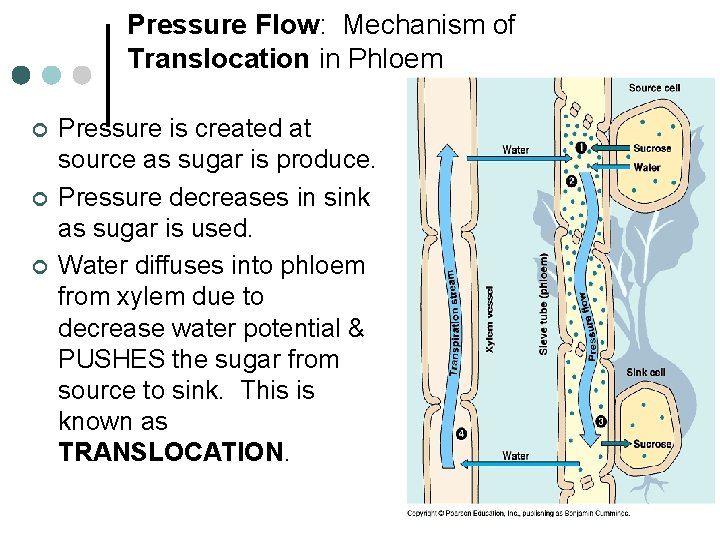 Pressure Flow: Mechanism of Translocation in Phloem ¢ ¢ ¢ Pressure is created at