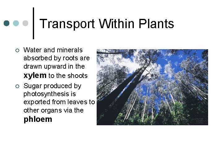 Transport Within Plants ¢ ¢ Water and minerals absorbed by roots are drawn upward