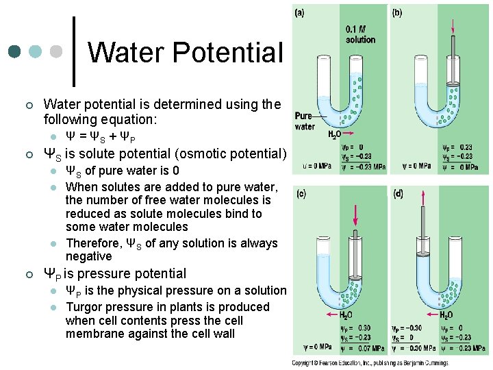 Water Potential ¢ Water potential is determined using the following equation: l ¢ ΨS