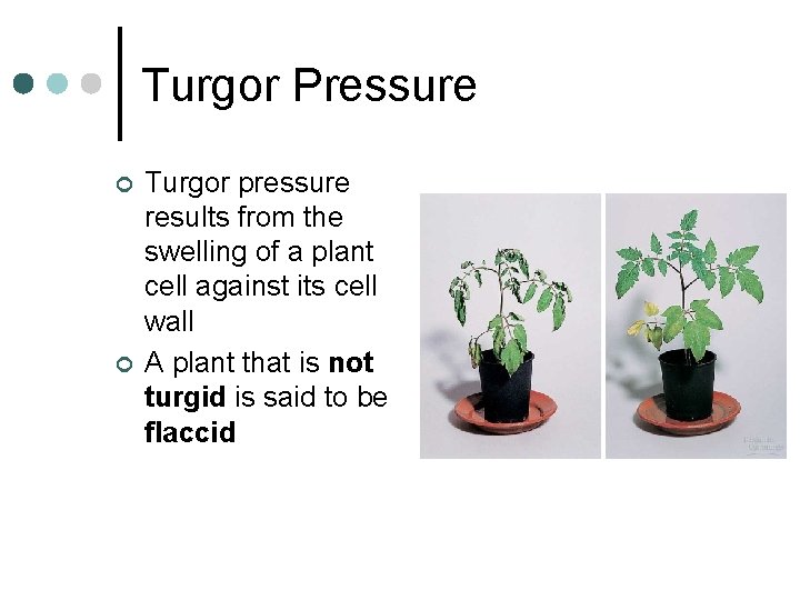 Turgor Pressure ¢ ¢ Turgor pressure results from the swelling of a plant cell