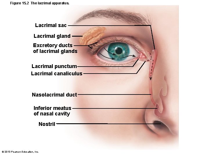 Figure 15. 2 The lacrimal apparatus. Lacrimal sac Lacrimal gland Excretory ducts of lacrimal