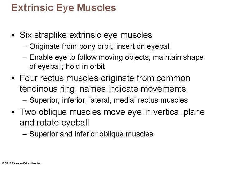 Extrinsic Eye Muscles • Six straplike extrinsic eye muscles – Originate from bony orbit;