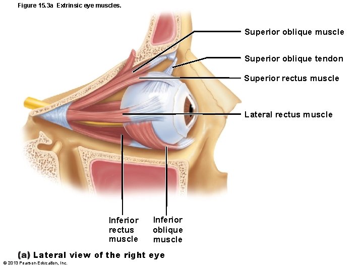 Figure 15. 3 a Extrinsic eye muscles. Superior oblique muscle Superior oblique tendon Superior