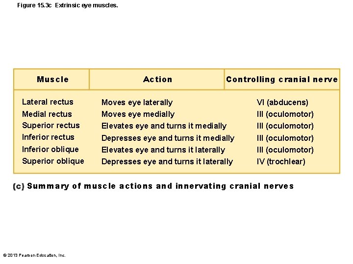 Figure 15. 3 c Extrinsic eye muscles. Muscle Lateral rectus Medial rectus Superior rectus