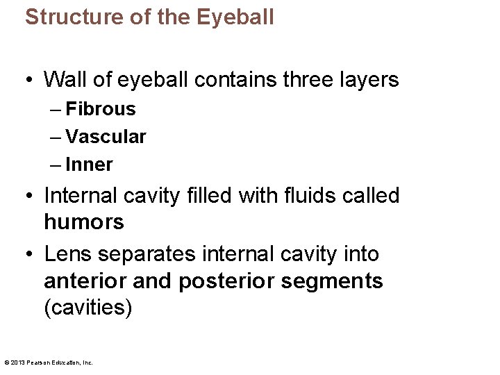 Structure of the Eyeball • Wall of eyeball contains three layers – Fibrous –