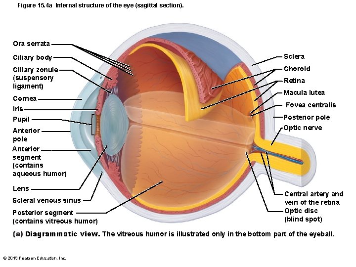 Figure 15. 4 a Internal structure of the eye (sagittal section). Ora serrata Ciliary