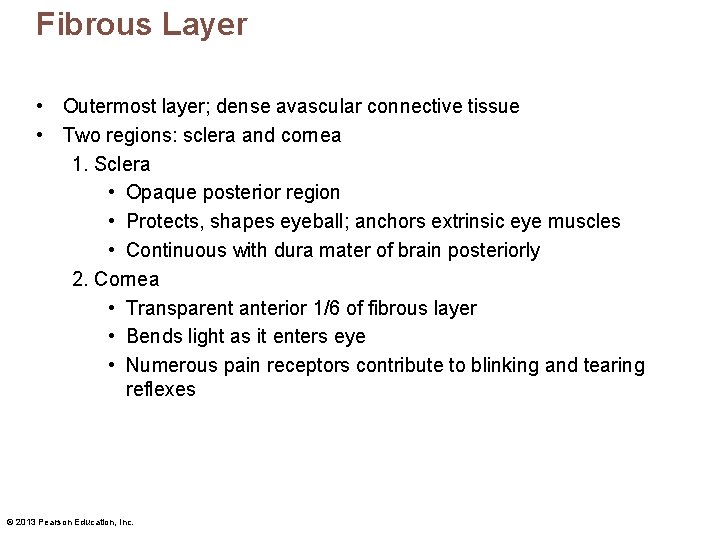 Fibrous Layer • Outermost layer; dense avascular connective tissue • Two regions: sclera and