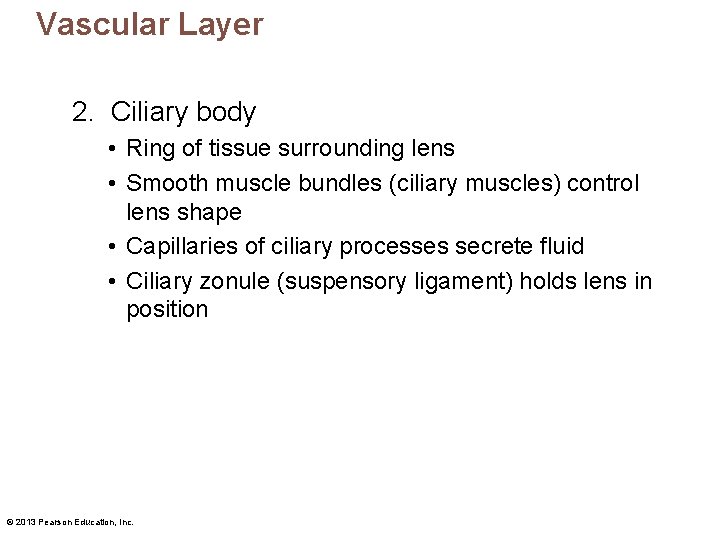 Vascular Layer 2. Ciliary body • Ring of tissue surrounding lens • Smooth muscle