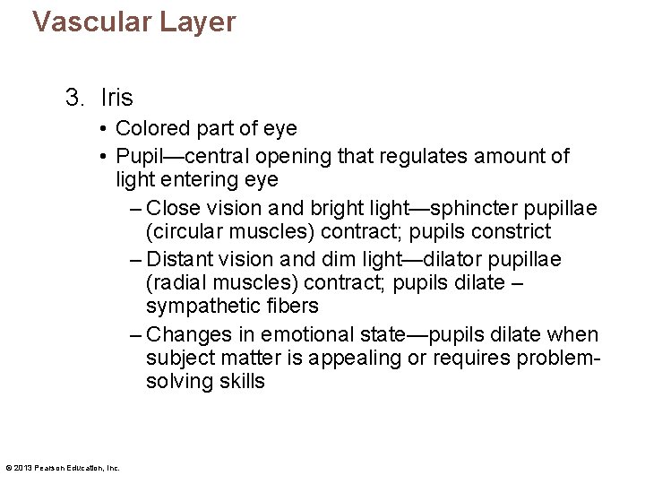 Vascular Layer 3. Iris • Colored part of eye • Pupil—central opening that regulates