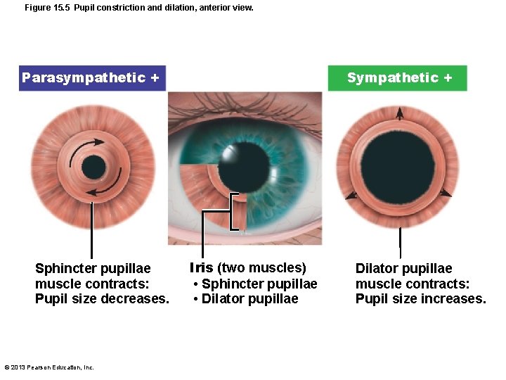 Figure 15. 5 Pupil constriction and dilation, anterior view. Sympathetic + Parasympathetic + Sphincter