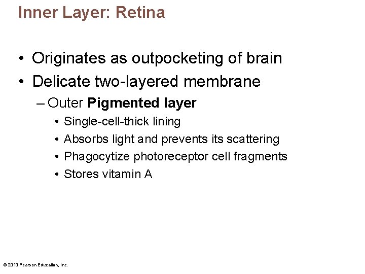 Inner Layer: Retina • Originates as outpocketing of brain • Delicate two-layered membrane –