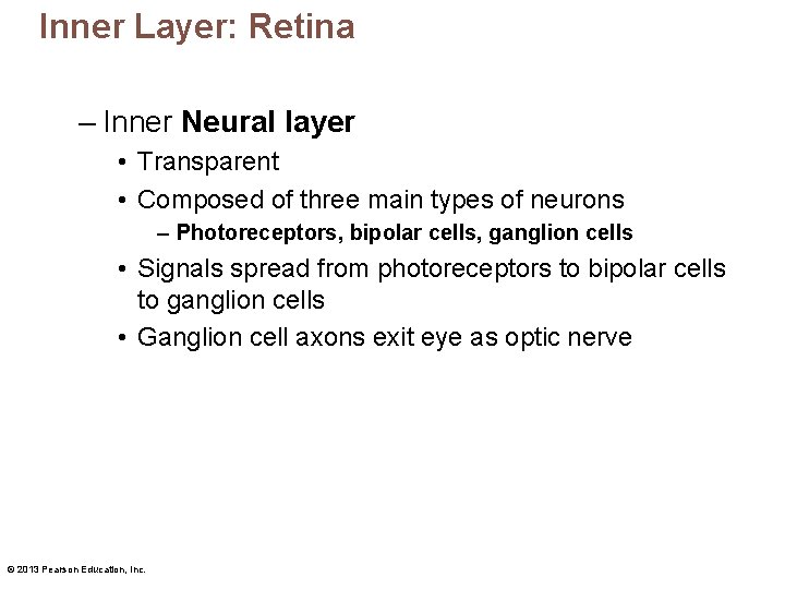 Inner Layer: Retina – Inner Neural layer • Transparent • Composed of three main