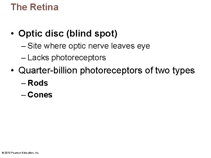 The Retina • Optic disc (blind spot) – Site where optic nerve leaves eye