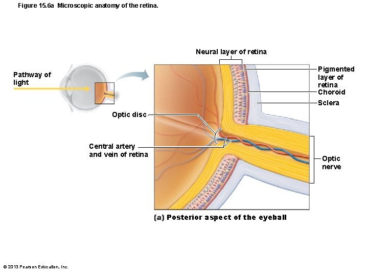 Figure 15. 6 a Microscopic anatomy of the retina. Neural layer of retina Pigmented