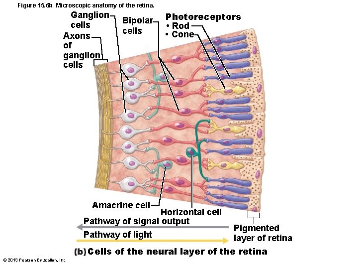 Figure 15. 6 b Microscopic anatomy of the retina. Ganglion cells Axons of ganglion