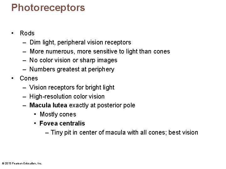 Photoreceptors • Rods – Dim light, peripheral vision receptors – More numerous, more sensitive