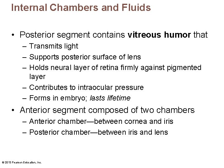 Internal Chambers and Fluids • Posterior segment contains vitreous humor that – Transmits light