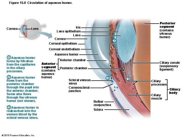 Figure 15. 8 Circulation of aqueous humor. Cornea Lens Posterior segment (contains vitreous humor)