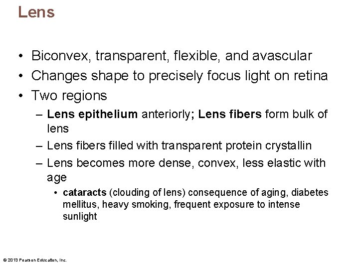 Lens • Biconvex, transparent, flexible, and avascular • Changes shape to precisely focus light
