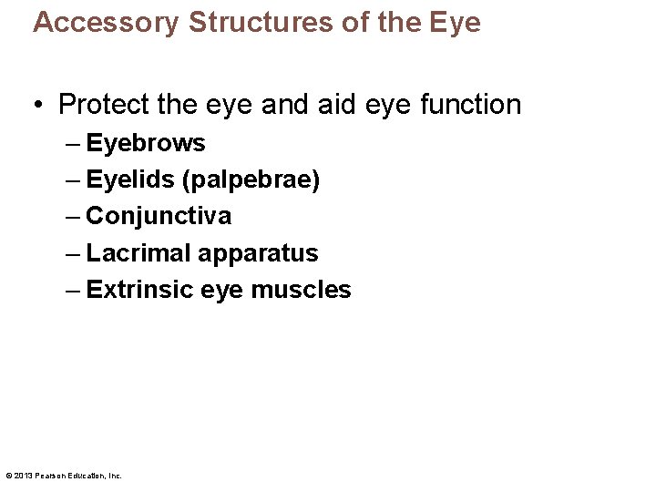 Accessory Structures of the Eye • Protect the eye and aid eye function –