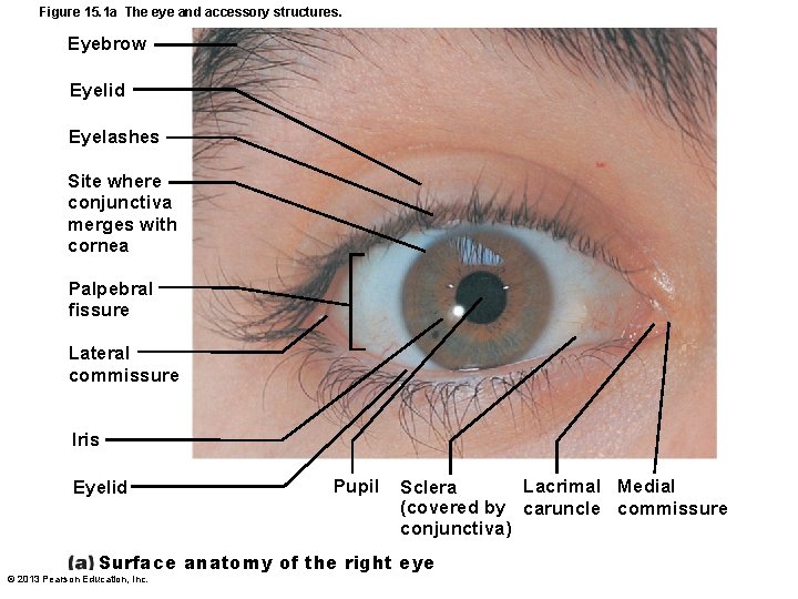 Figure 15. 1 a The eye and accessory structures. Eyebrow Eyelid Eyelashes Site where