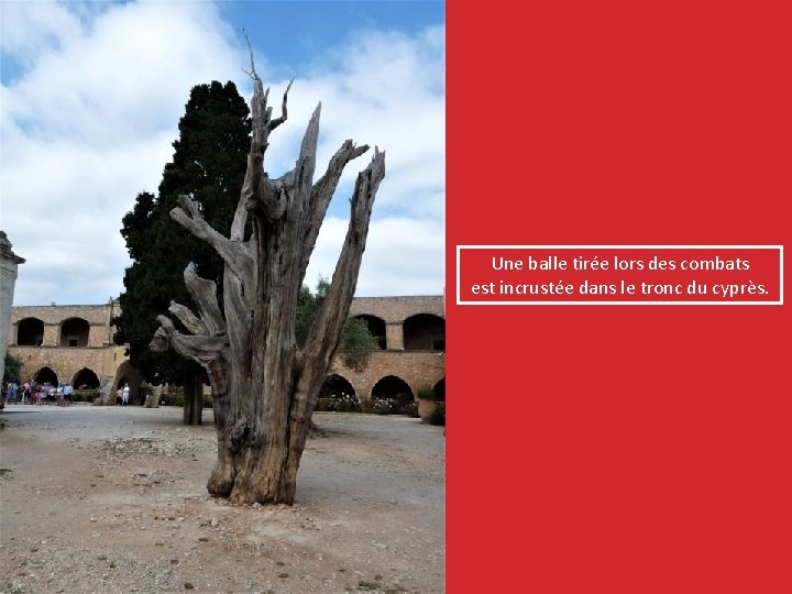 Une balle tirée lors des combats est incrustée dans le tronc du cyprès. 