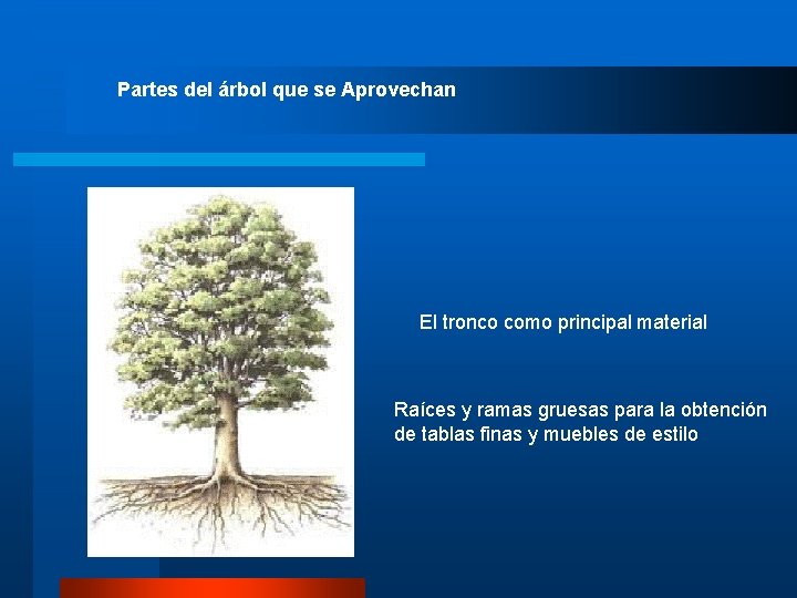 Partes del árbol que se Aprovechan El tronco como principal material Raíces y ramas