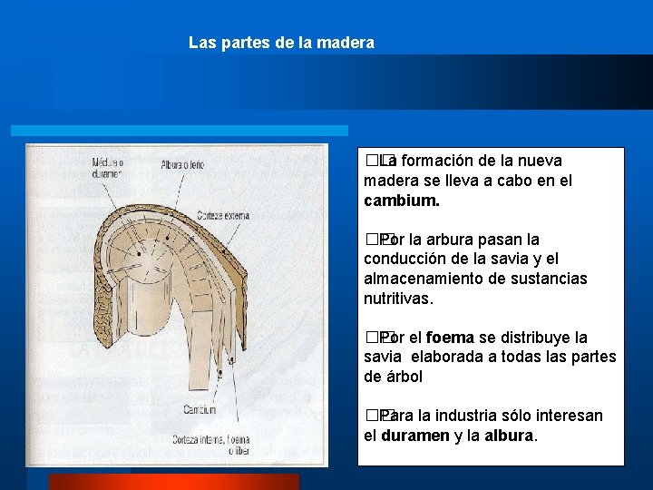 Las partes de la madera �� La formación de la nueva madera se lleva
